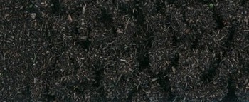 Black Scatter