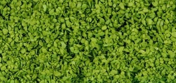Leaves Light Green