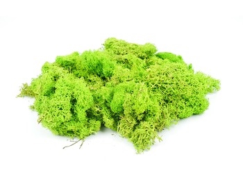 Light Green Lichen 80g