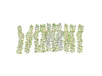 Virginia Creepers (12) Kit