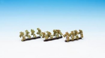 PLANTATION APPLE (12) PROFI TREES 3.5CM