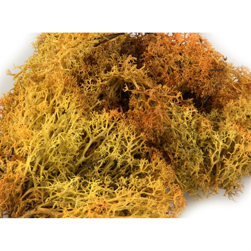 3233 Monster Lichen Autumn