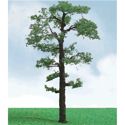 Scots Pine, 3.5in to 4in, (2 per pack)