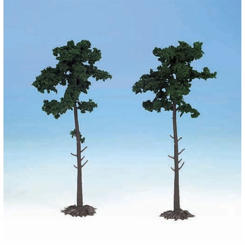 1150 2 Scots Pine Trees 18cm