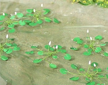 Water Lilies (Pack of 6)